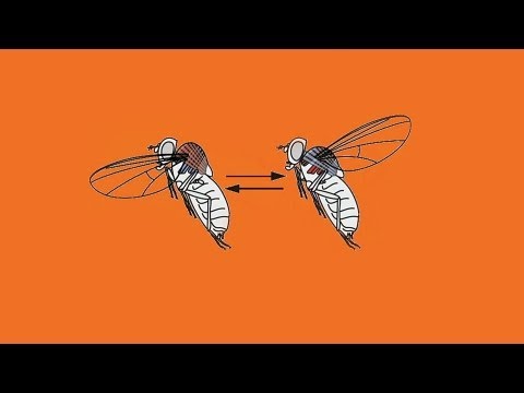 Michael Dickinson: How a fly flies