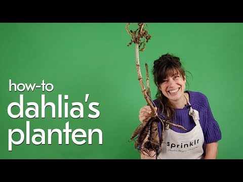 Hoe plant je een Dahlia-knol?!