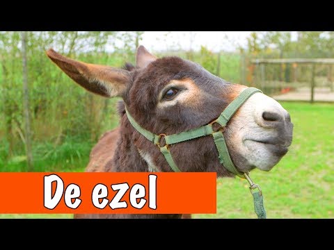 Alles over ezels | DierenpraatTV