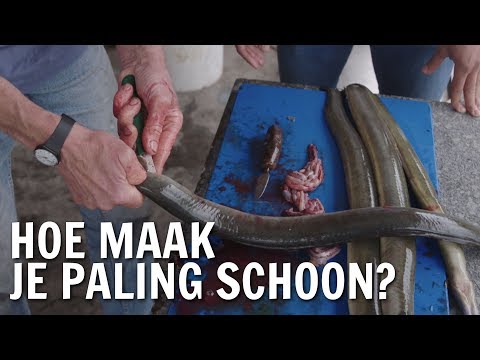 Hoe maak je paling schoon? | De Buitendienst over Paling