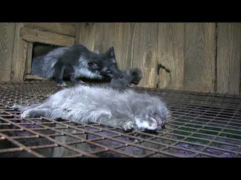 The cruel reality of fox fur farming