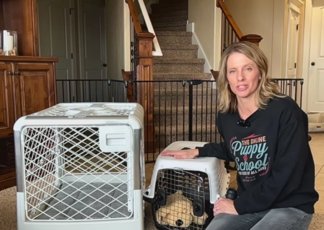 The First-Time Owner’s Blueprint: 10 Essential Tools for New Canine Parents in 2026