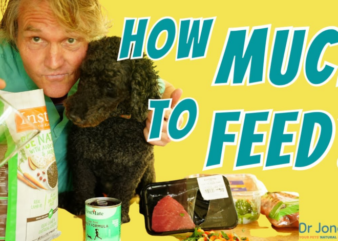 Precision Feeding: The Definitive Guide to Pet Caloric Intake and Meal Frequency in 2026