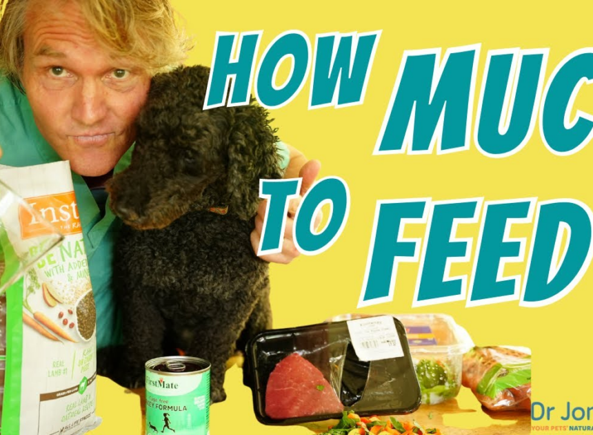 Precision Feeding: The Definitive Guide to Pet Caloric Intake and Meal Frequency in 2026