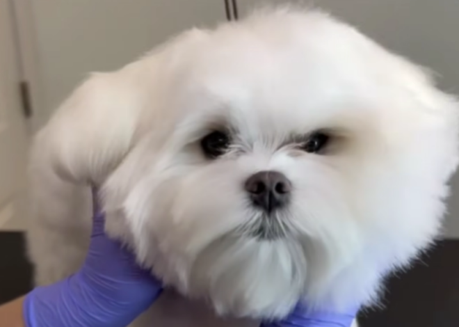 The Science of Shine: An Expert’s Guide to Advanced Dog Coat Care and Skin Health