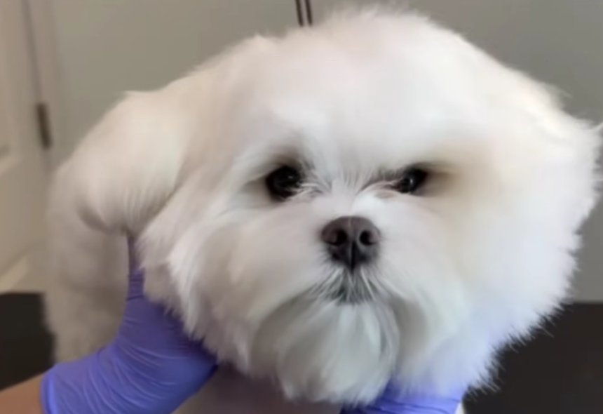 The Science of Shine: An Expert’s Guide to Advanced Dog Coat Care and Skin Health