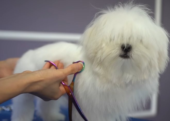 The Essential 2026 Guide to Dog Ownership for Beginners: Expert Insights for a Healthy, Happy Companion