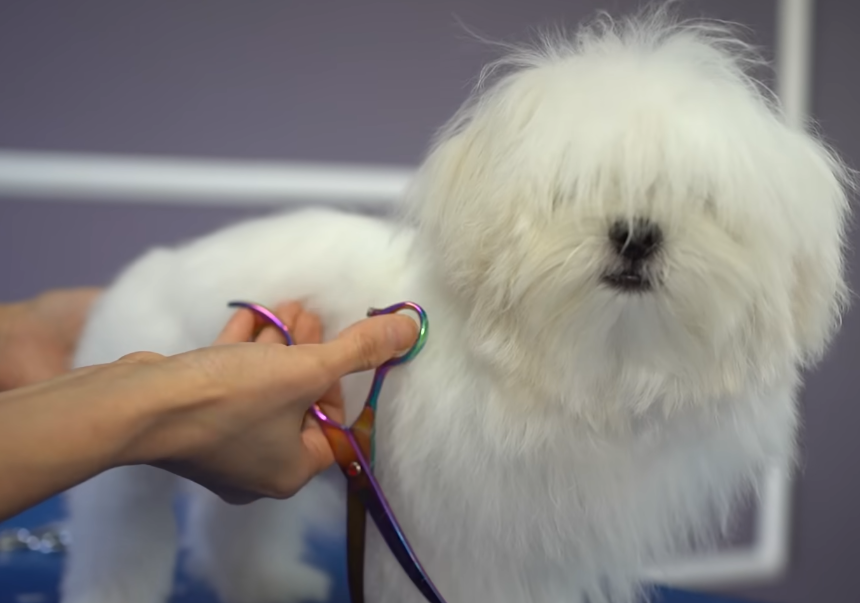 The Essential 2026 Guide to Dog Ownership for Beginners: Expert Insights for a Healthy, Happy Companion