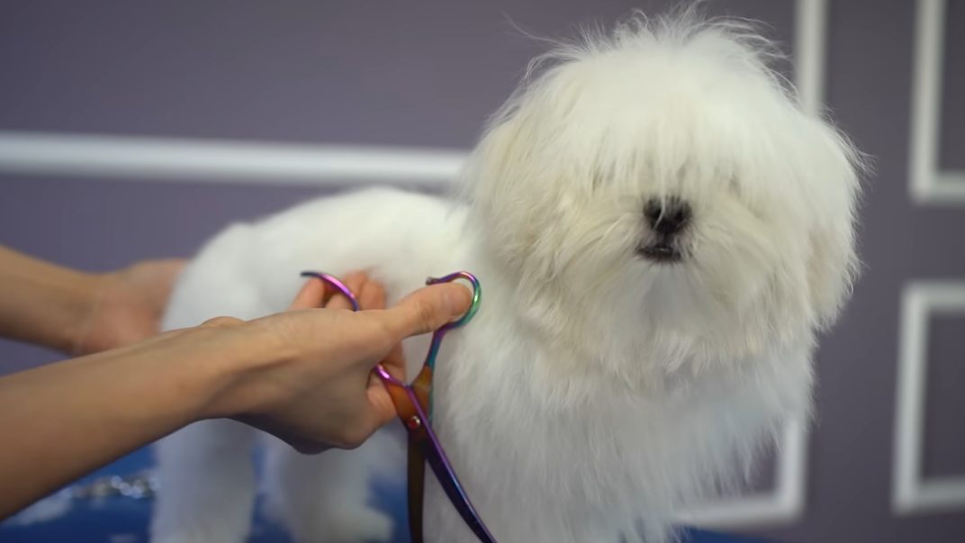 The Essential 2026 Guide to Dog Ownership for Beginners: Expert Insights for a Healthy, Happy Companion