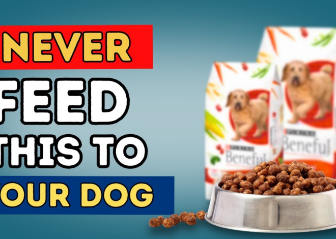 Precision Nutrition: Why Professional Dry Kibble is the Strategic Choice for Pets in 2026