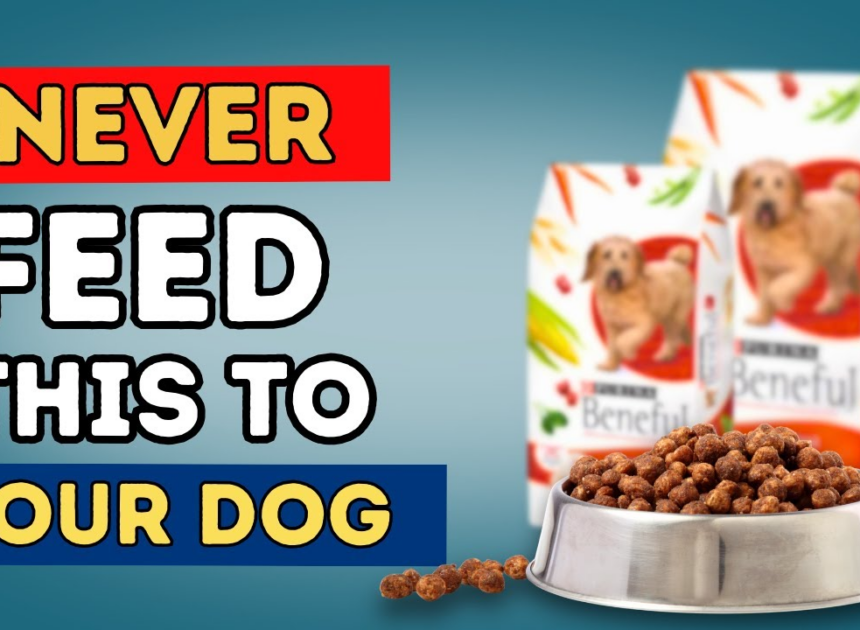 Precision Nutrition: Why Professional Dry Kibble is the Strategic Choice for Pets in 2026